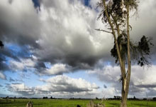 巅峰国际官网：[国际足球]德国队提前与主帅纳格尔斯曼续约.